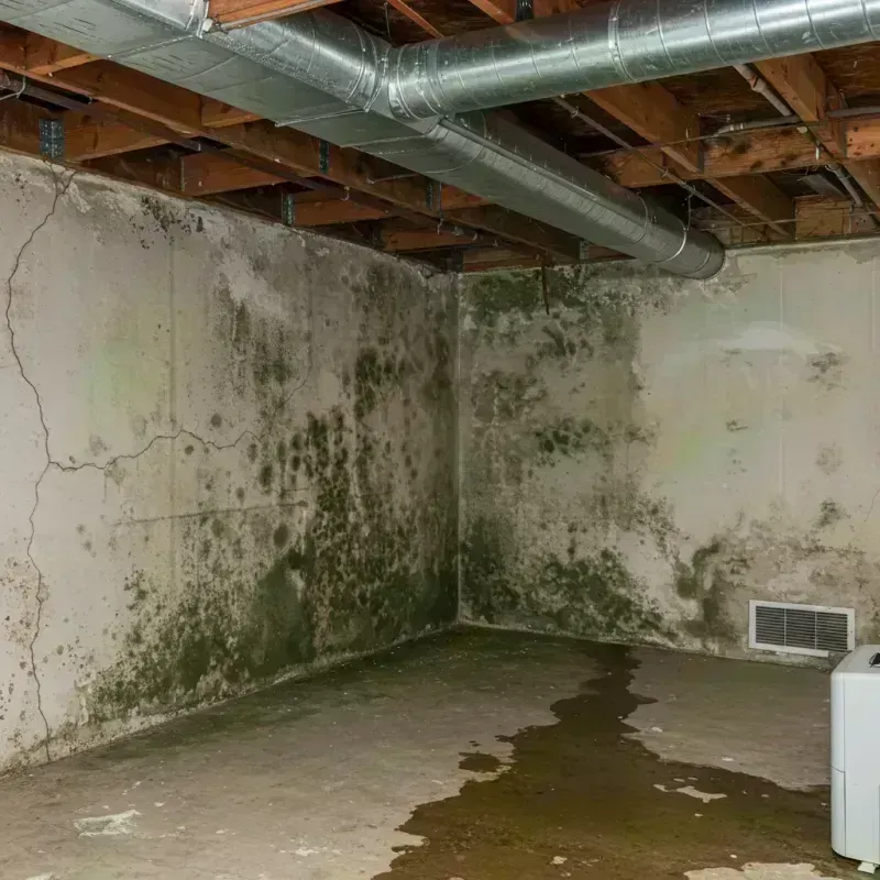 Professional Mold Removal in Leelanau County, MI